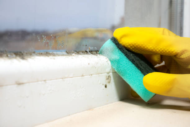 Reliable Alpha, NJ Mold Removal Solutions