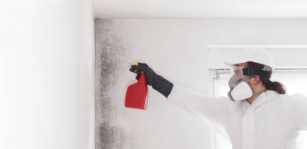 Best Local Mold Removal Service  in Alpha, NJ